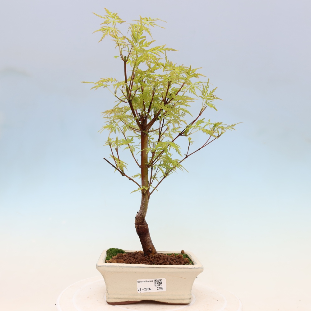 Bonsaï d'extérieur - Acer palmatum Dissectum