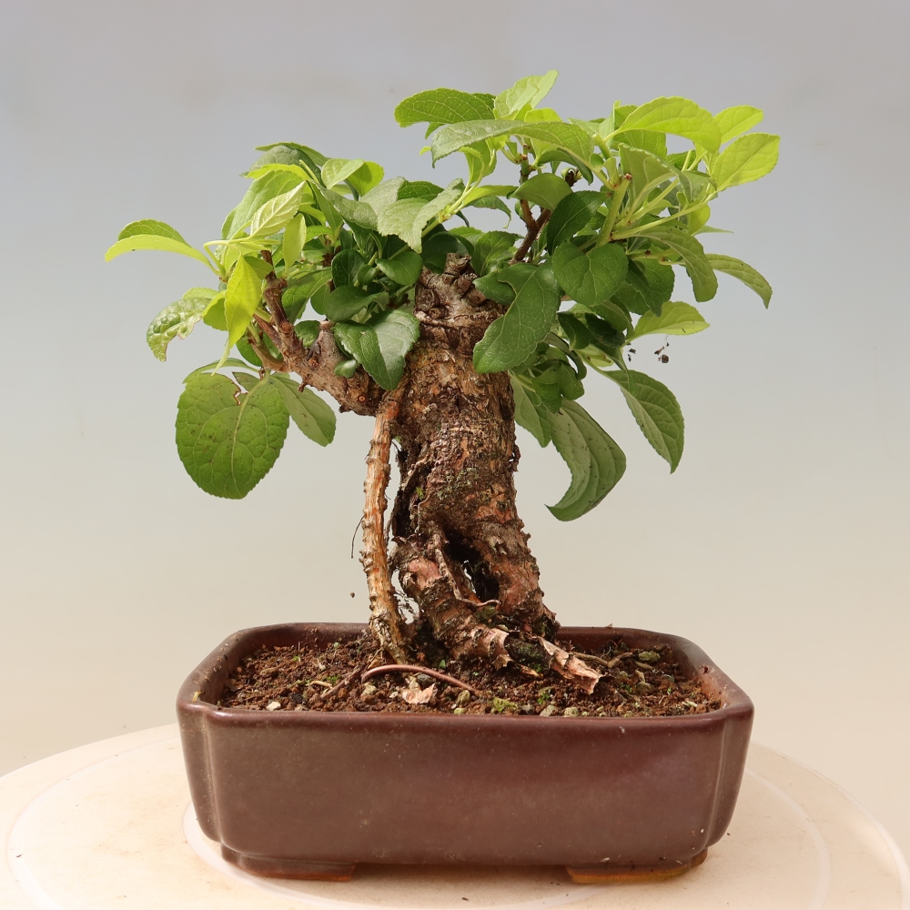 Bonsaï d'extérieur - Celastrus orbiculatus