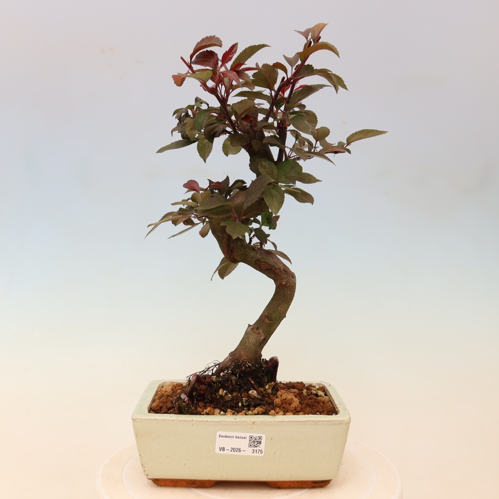 Bonsaï d'extérieur -Malus domestica - Pommier à petits fruits et à feuilles rouges