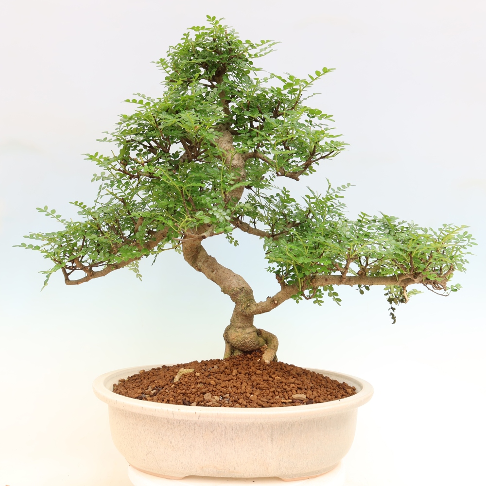 Salle bonsaï - Zantoxylum piperitum - arbre à poivre