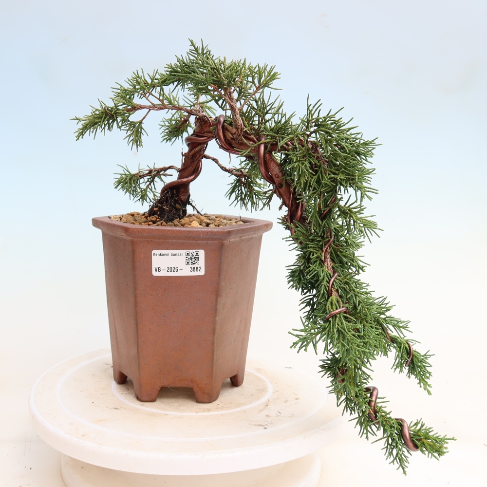 Bonsaï d'extérieur - Juniperus chinensis Kishu