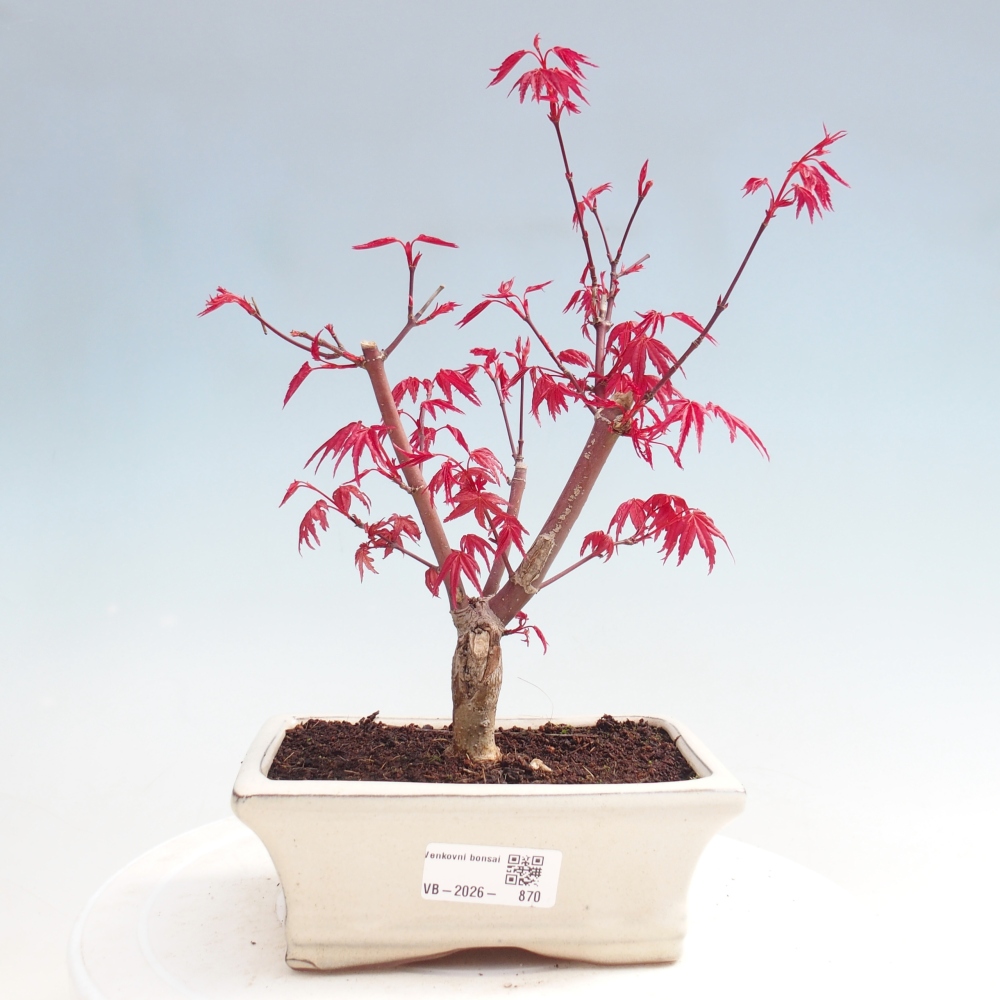Bonsaï d'extérieur - Acer palmatum DESHOJO