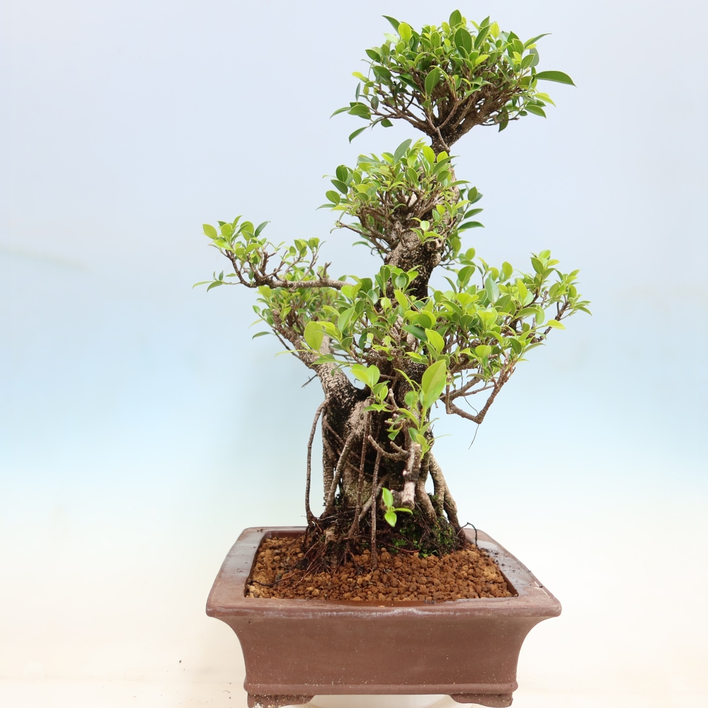 Salle bonsaï - Ficus kimmen - ficus à petites feuilles