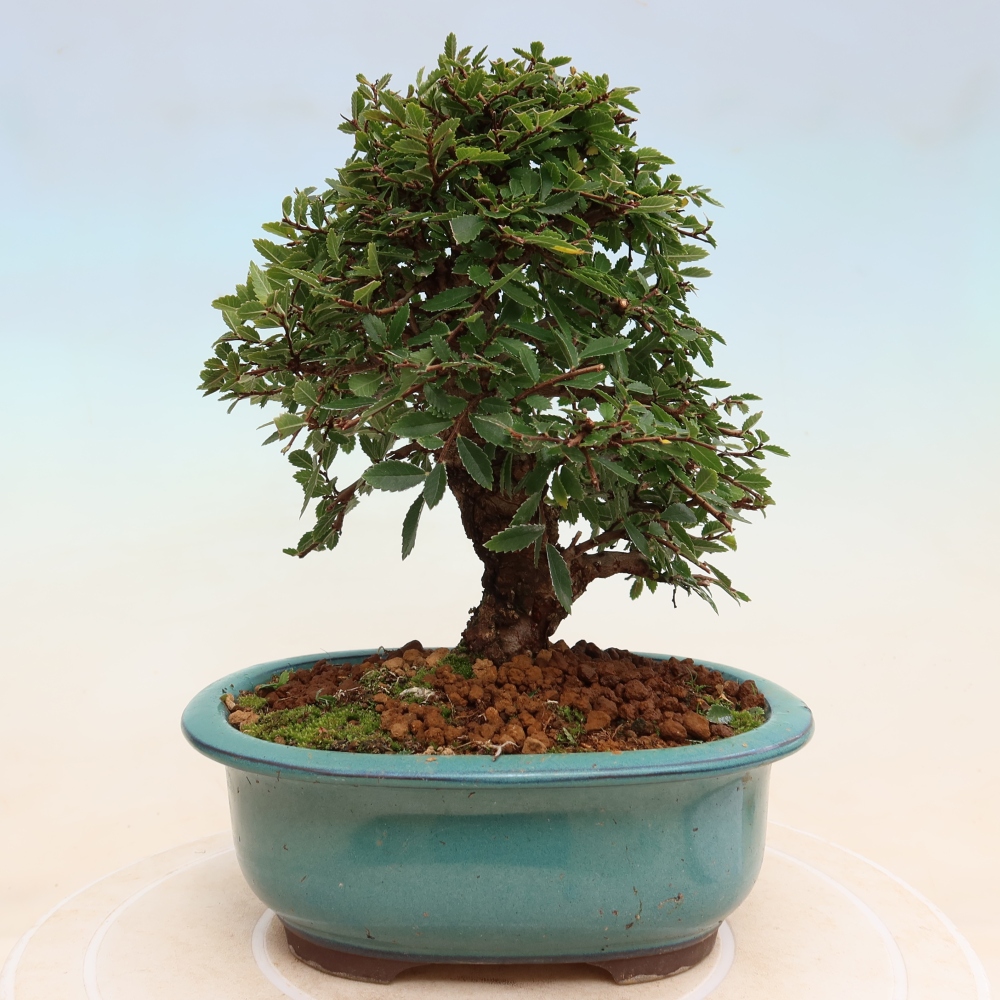 Bonsaï d'extérieur - Zelkova - Zelkova NIRE
