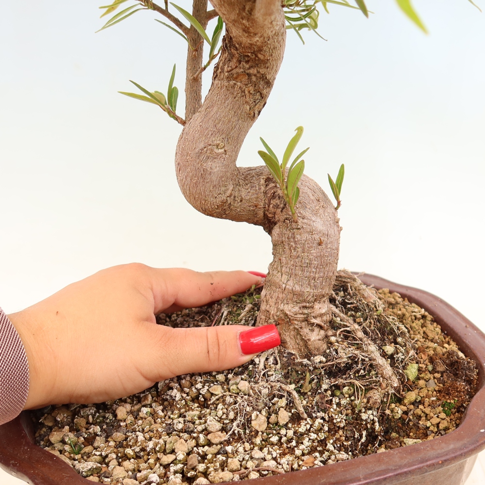 Salle bonsaï - Ficus nerifolia - ficus à petites feuilles