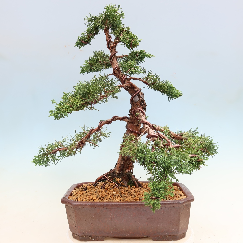 Bonsaï d'extérieur - Juniperus chinensis Kishu