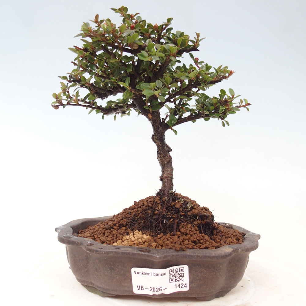 Bonsaï d'extérieur - Cotoneaster horizontalis - Rocky Mountain