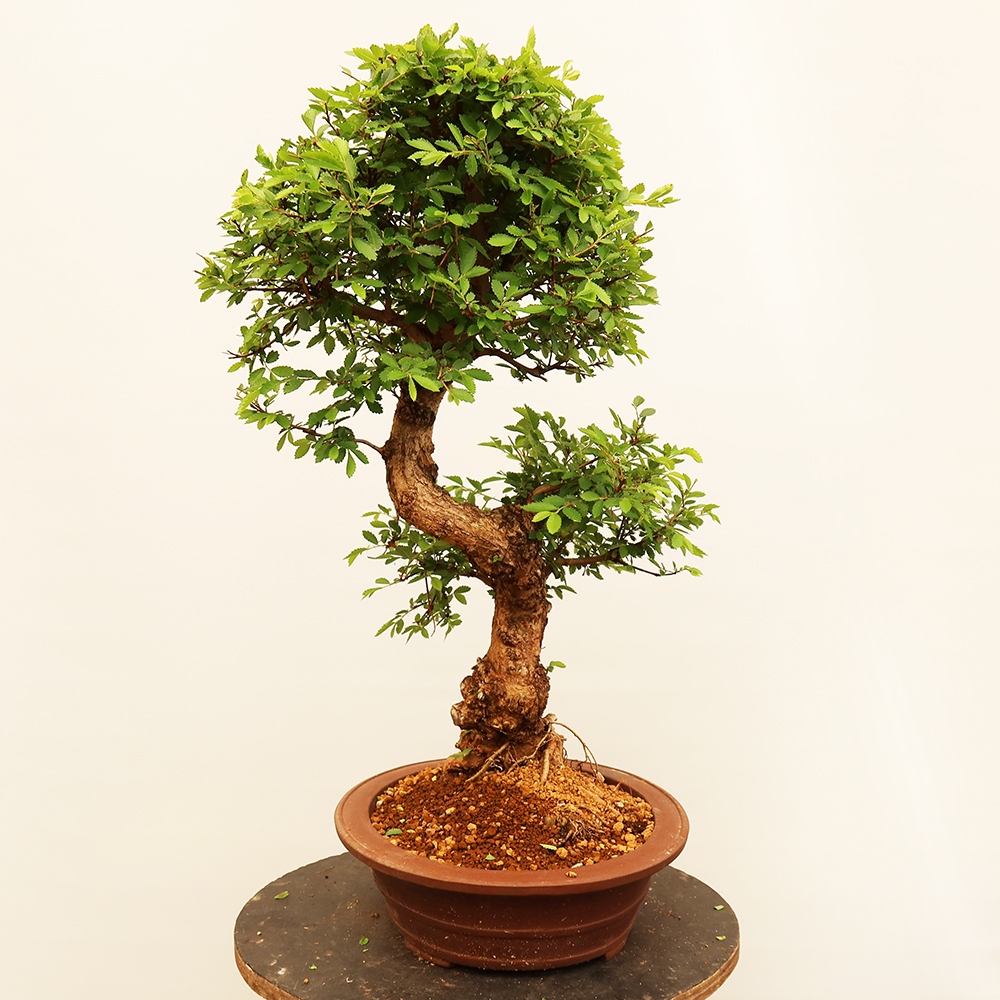 Bonsaï d'extérieur - Zelkova - Zelkova NIRE