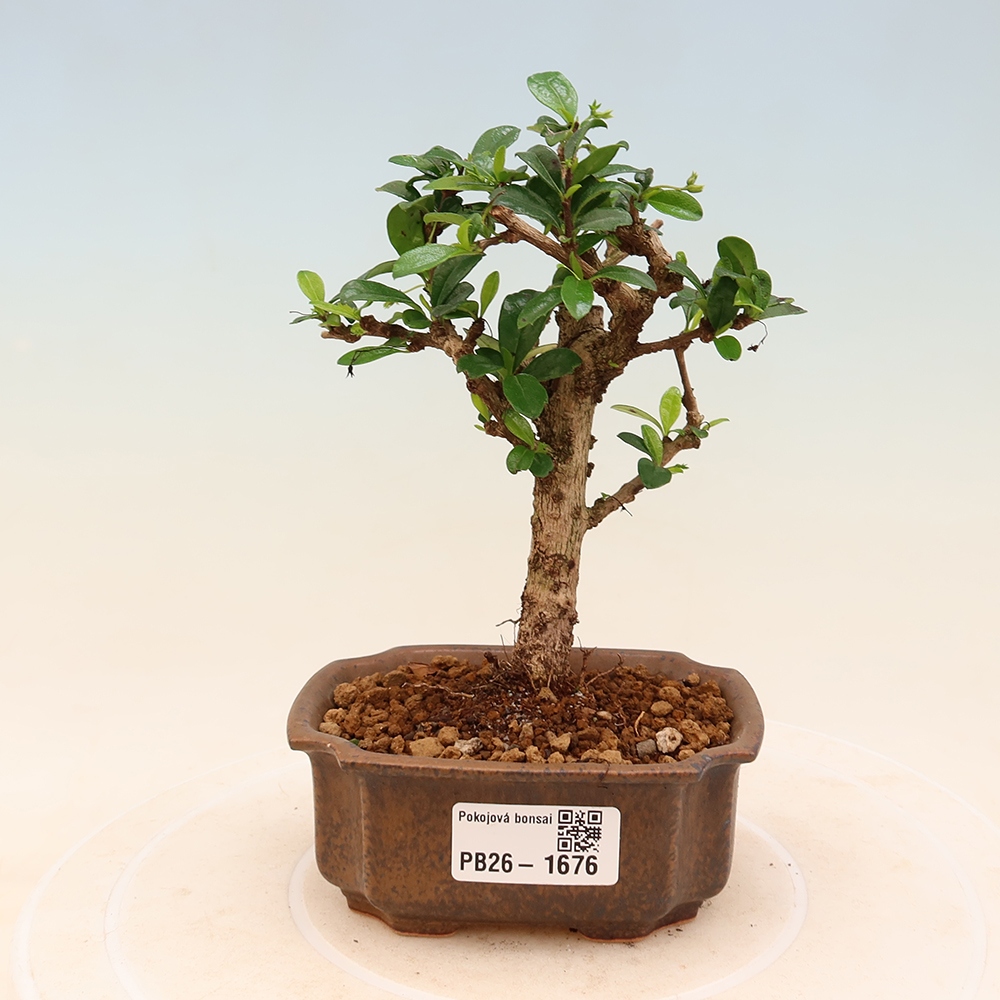 Bonsaï de chambre - Carmona macrophylla - Tea fuki