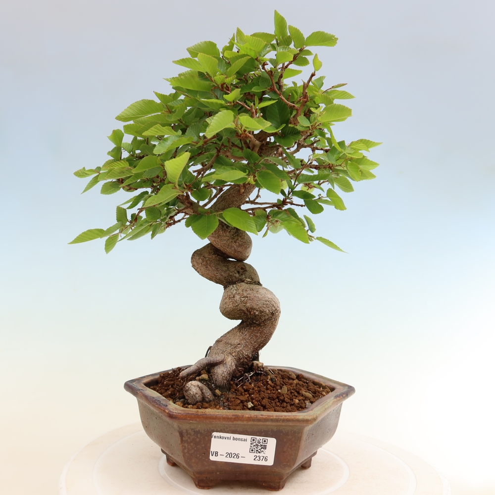 Bonsaï d'extérieur -Carpinus Coreana - Charme de Corée