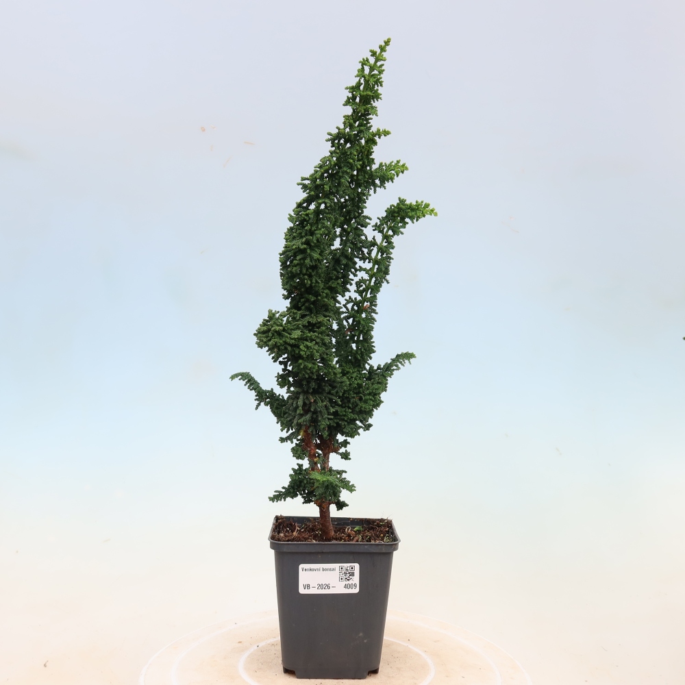 Bonsaï d'extérieur - Cham. obtusa SEKKA HINOKI - Cyprès