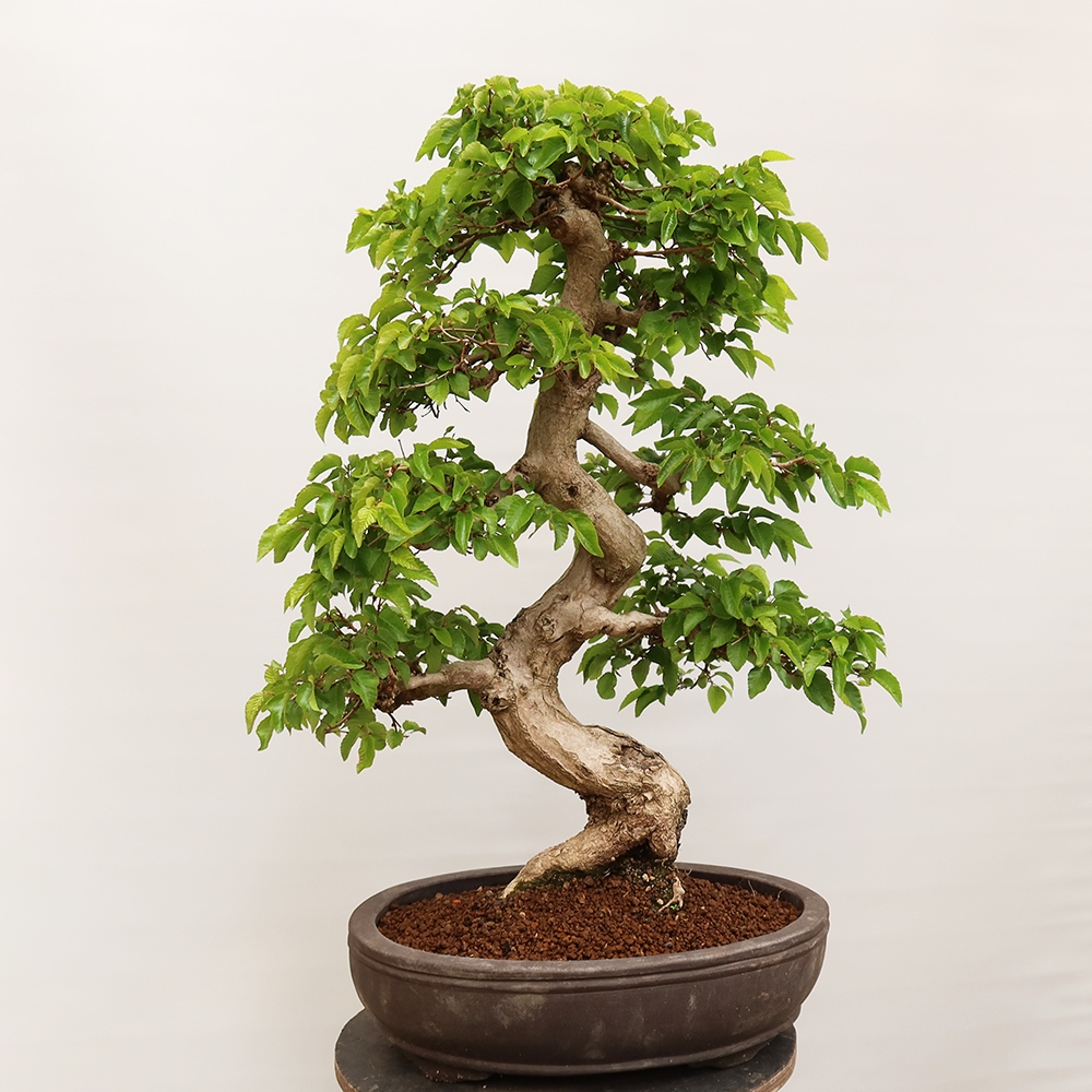 Bonsaï d'extérieur -Carpinus Coreana - Charme de Corée