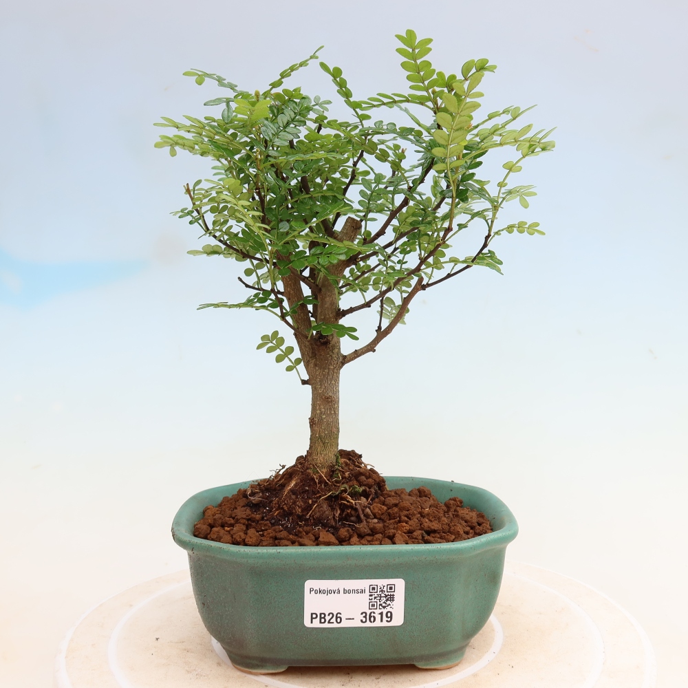 Salle bonsaï - Zantoxylum piperitum - arbre à poivre