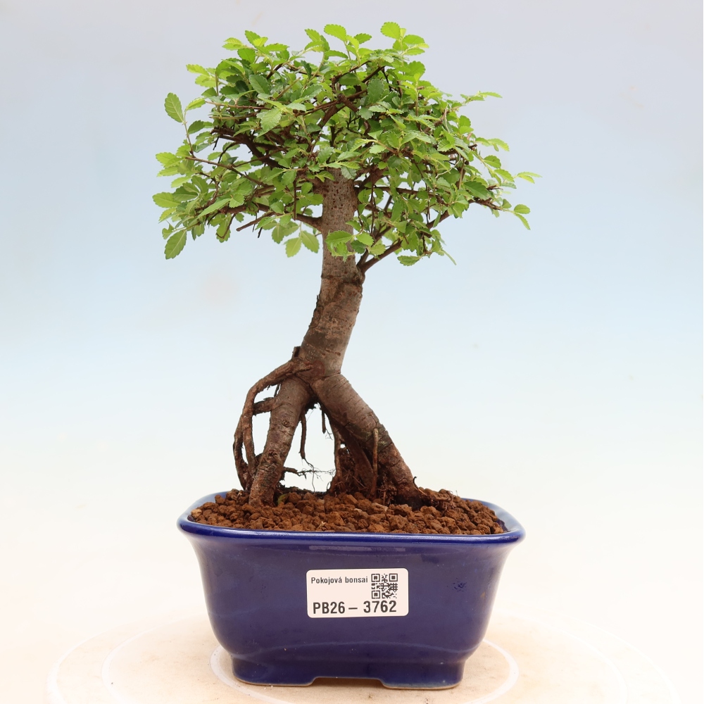 Bonsaï de chambre - Ulmus parvifolia - Orme à petites feuilles