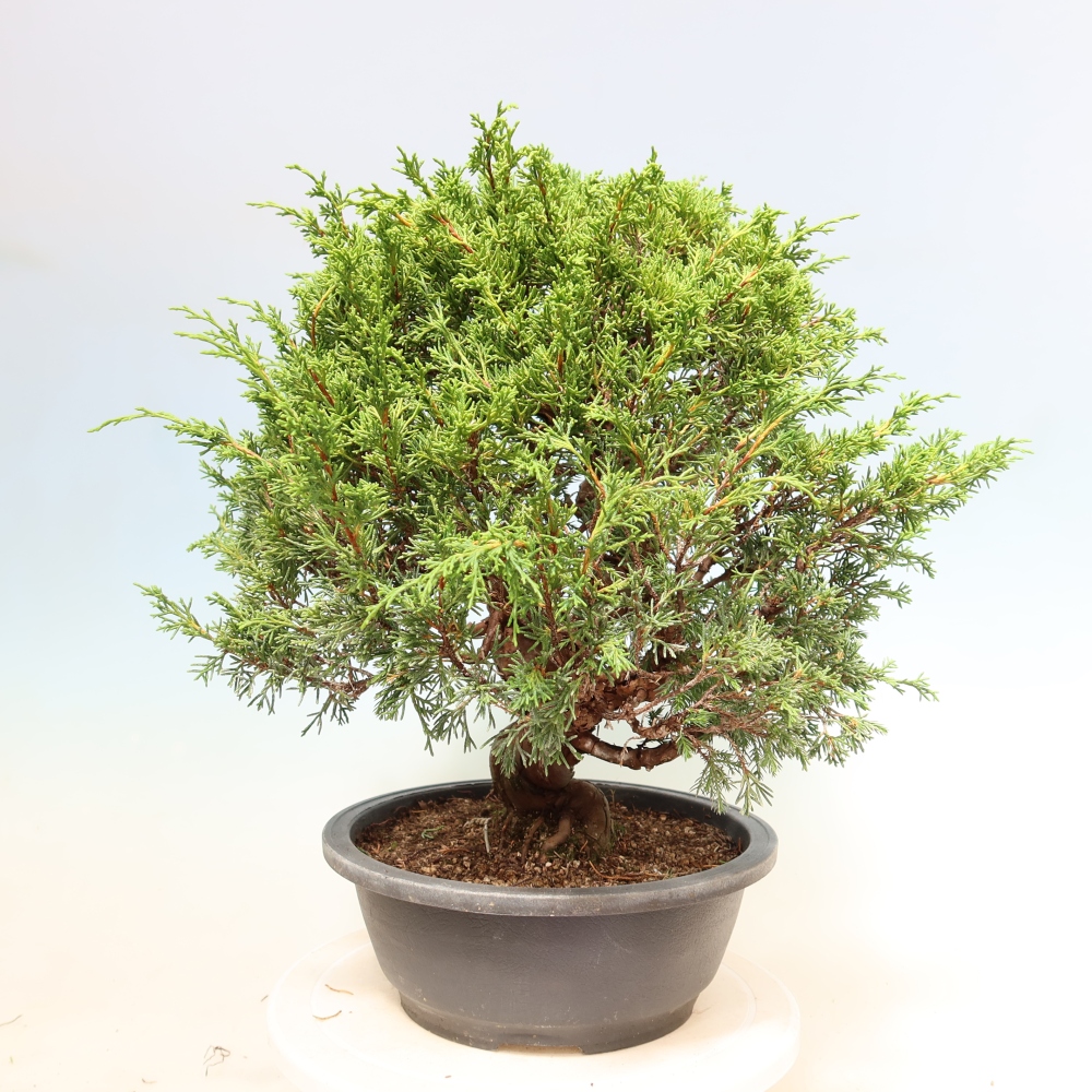 Bonsaï d'extérieur - Juniperus chinensis Itoigawa-Juniperus chinensis