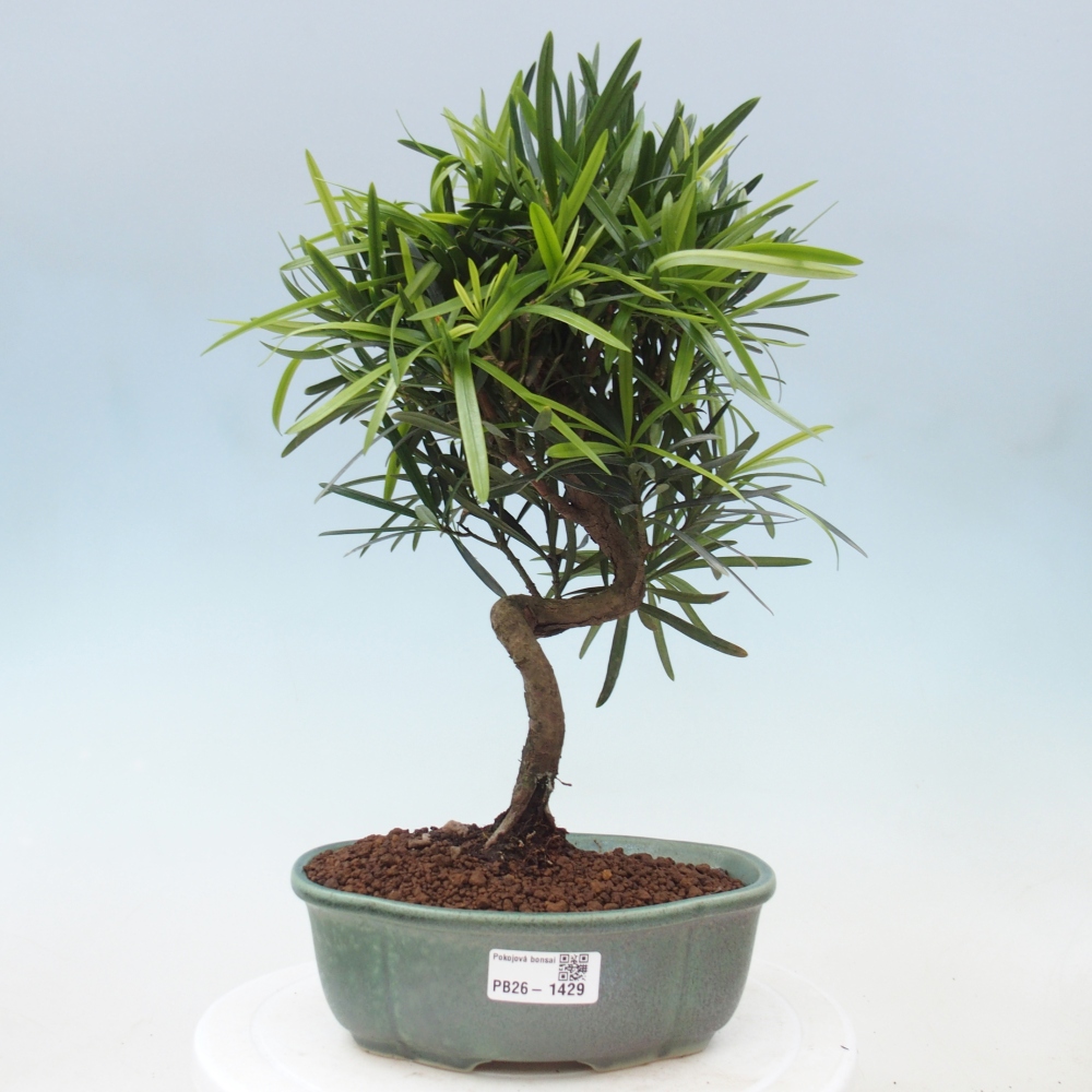 Salle bonsaï - Podocarpus - If en pierre