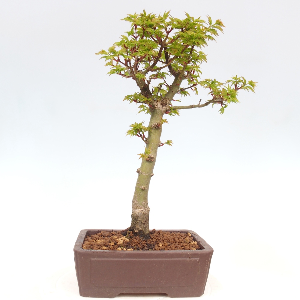 Bonsaï d'extérieur -Javor palm Acer palmatum Shishigashira
