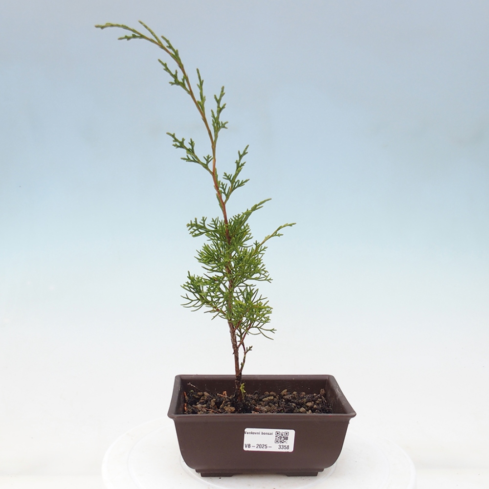 Bonsaï d'extérieur - Juniperus chinensis Itoigawa