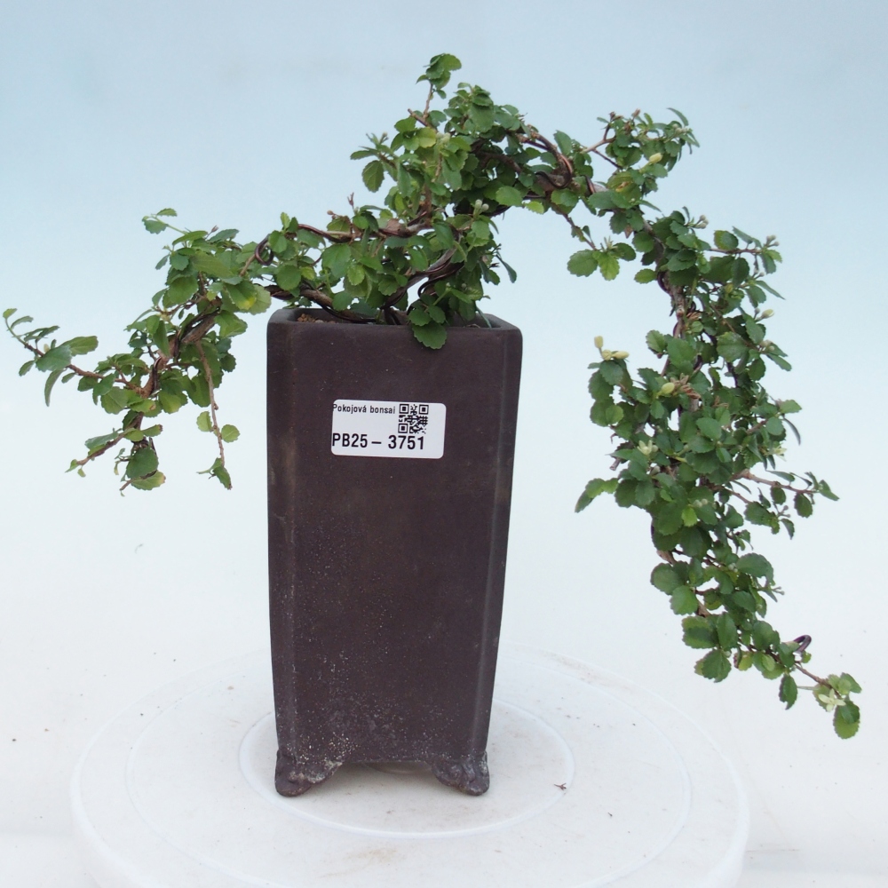 Bonsaï de chambre - Grewia sp. - Grewia malafolia