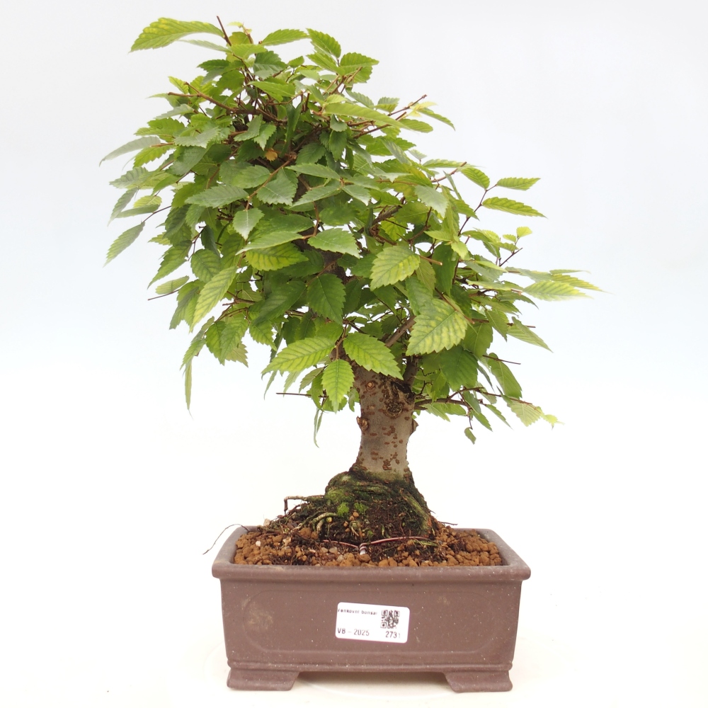 Bonsaï d'extérieur - Zelkova - Zelkova NIRE