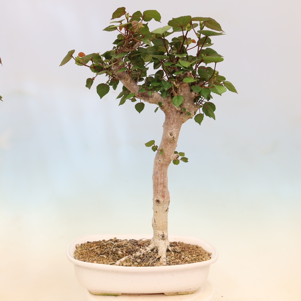 Bonsaï d'intérieur - Hibiscus tiliaceus - Hibiscus de mer