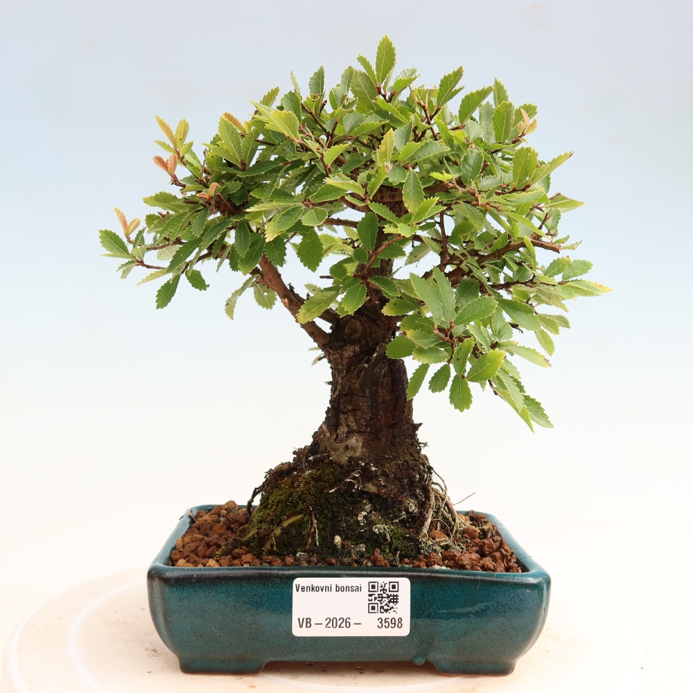 Bonsaï d'extérieur - Zelkova - Zelkova NIRE