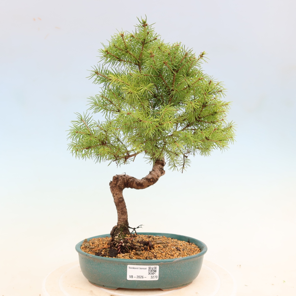 Bonsaï d'extérieur - Épicéa - Picea glauca globe
