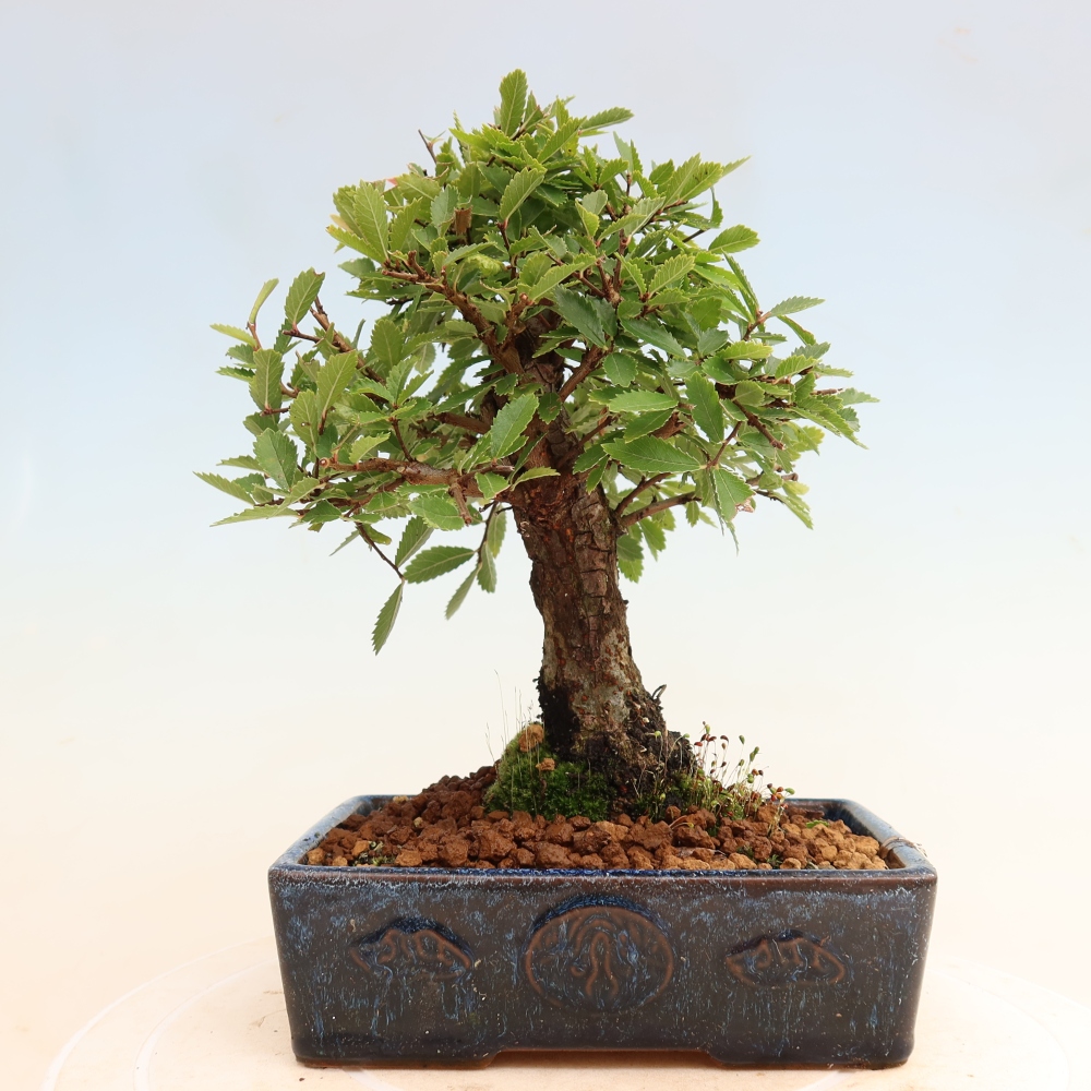 Bonsaï d'extérieur - Zelkova - Zelkova NIRE
