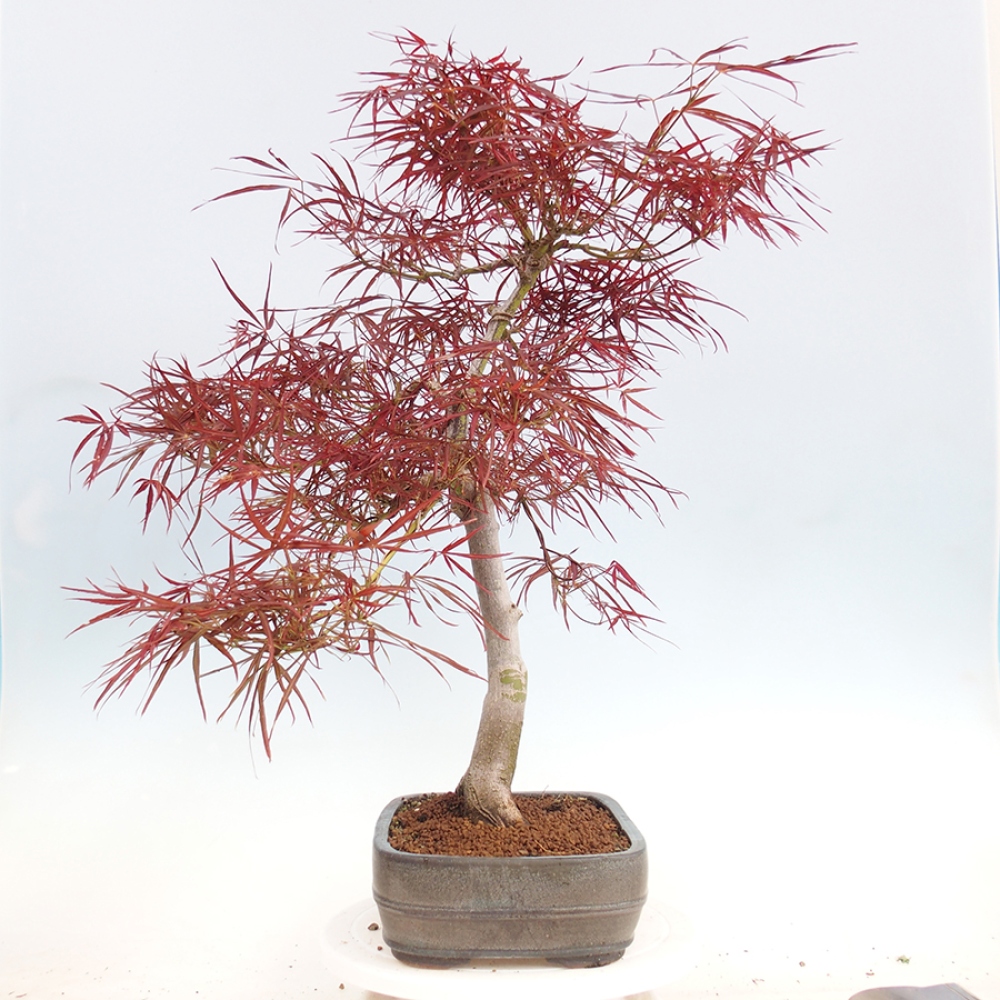 Bonsaï d'extérieur - Acer palmatum RED PYGMY