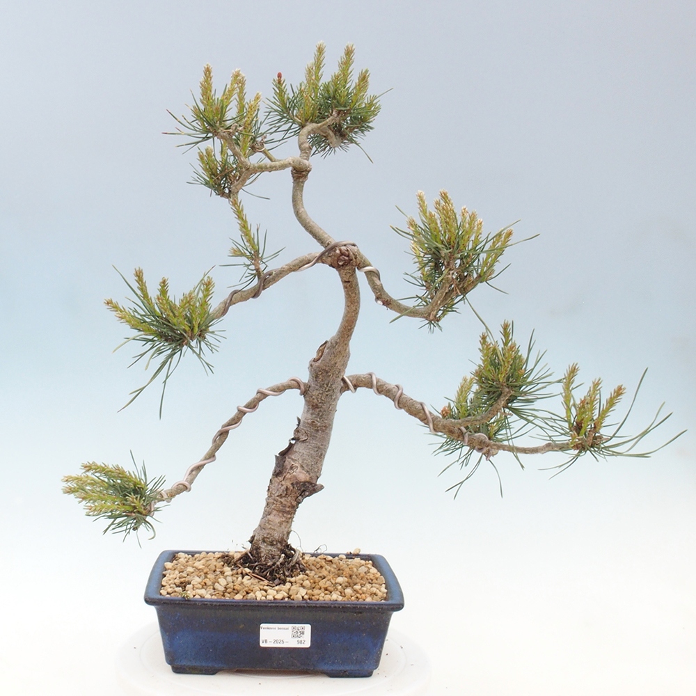 Bonsaï d'extérieur - Pinus Sylvestris Watererri - Pin sylvestre