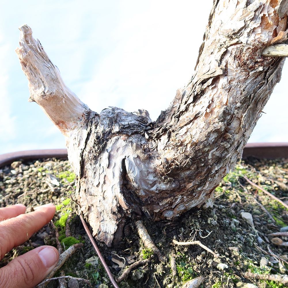 Pinus sylvestris Espagne - pin sylvestre