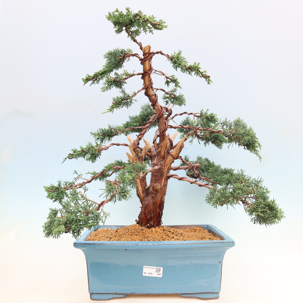 Bonsaï d'extérieur - Juniperus chinensis Kishu