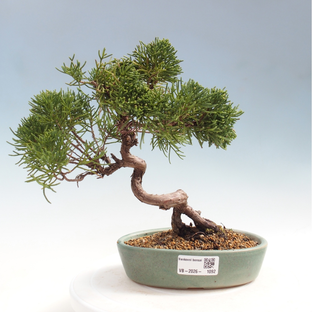 Bonsaï d'extérieur - Juniperus chinensis Kishu