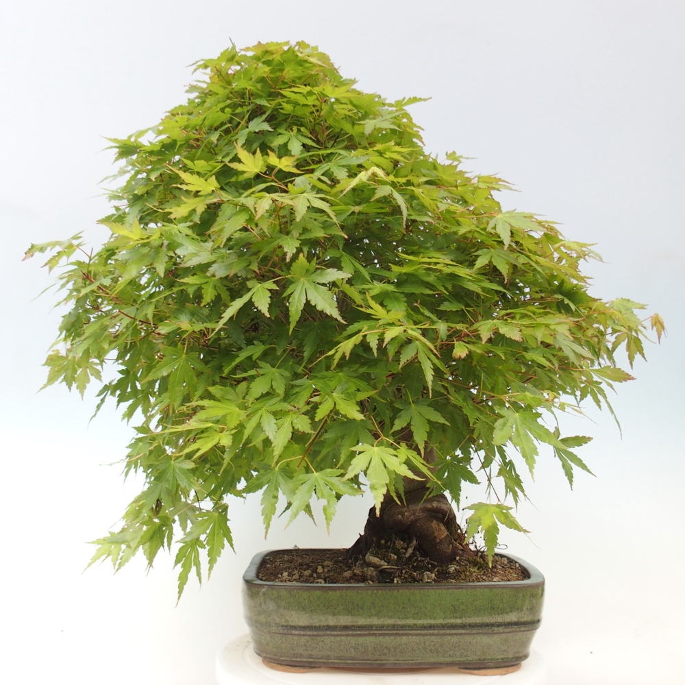 Bonsaï d'extérieur - Acer palmatum - préparation des palettes UNIQUEMENT