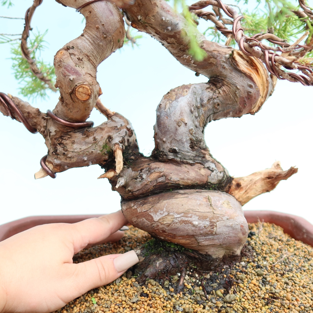 Bonsaï d'extérieur - Juniperus chinensis Itoigawa-Juniperus chinensis