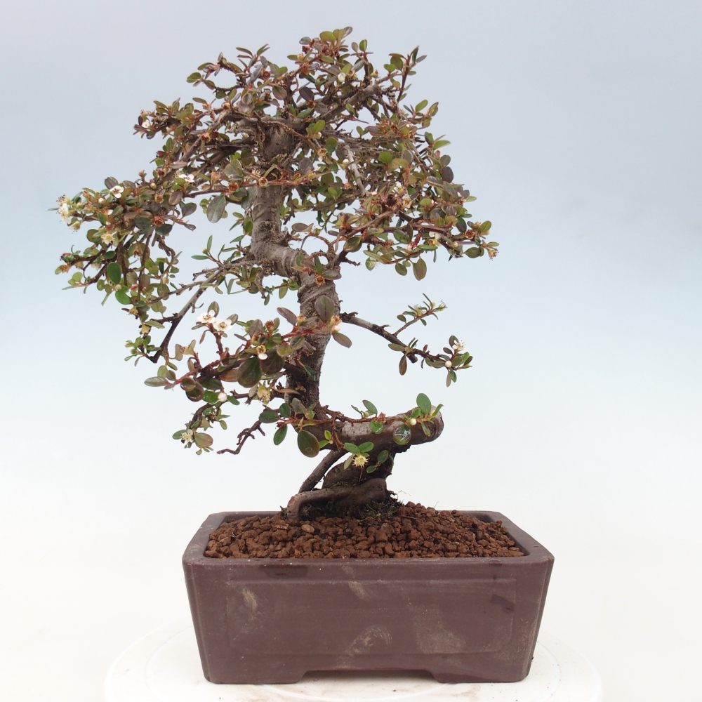 Bonsaï d'extérieur-Cotoneaster dammeri - Damer's Rock