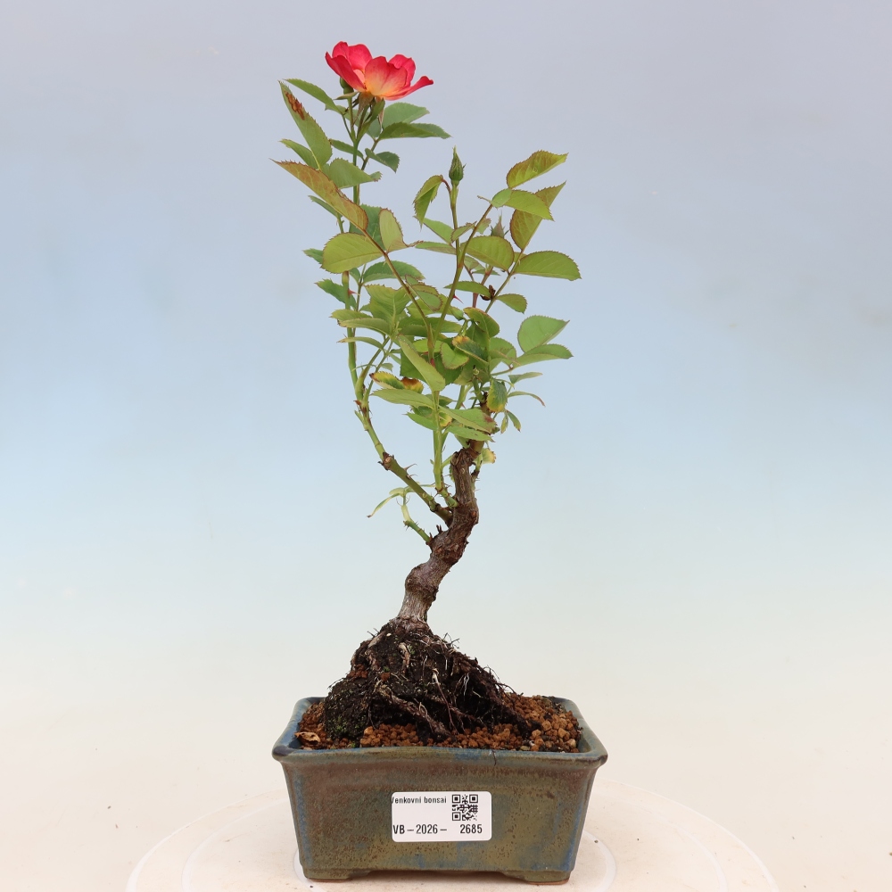 Bonsaï d'extérieur - Rosa Kordes - rose