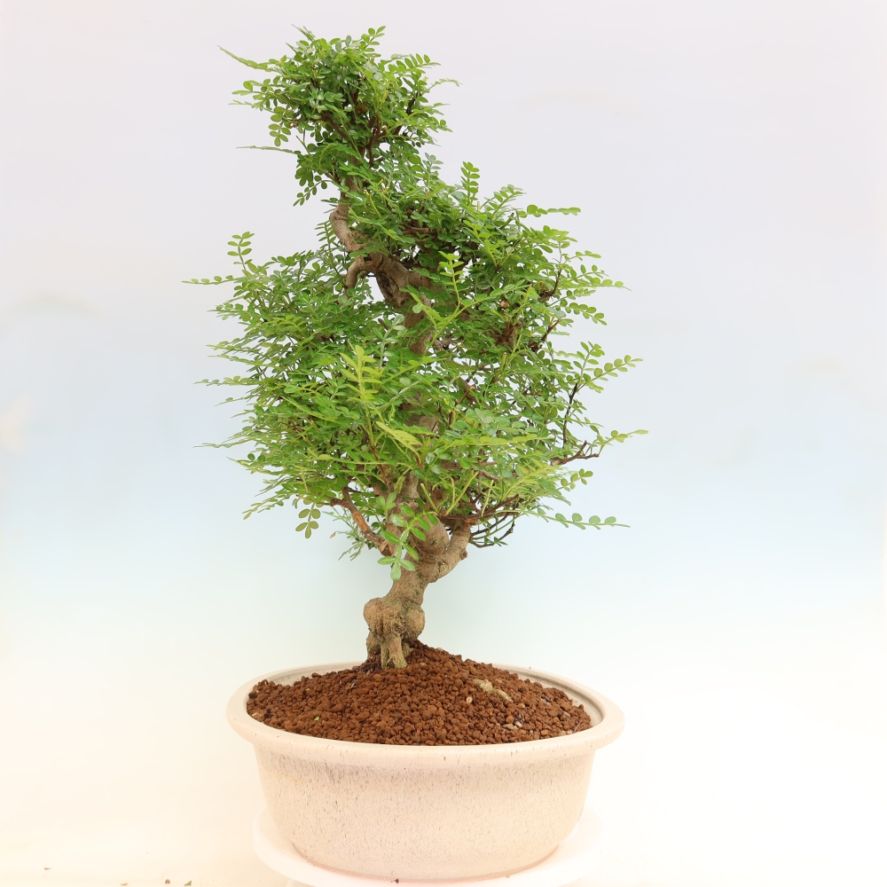 Salle bonsaï - Zantoxylum piperitum - arbre à poivre