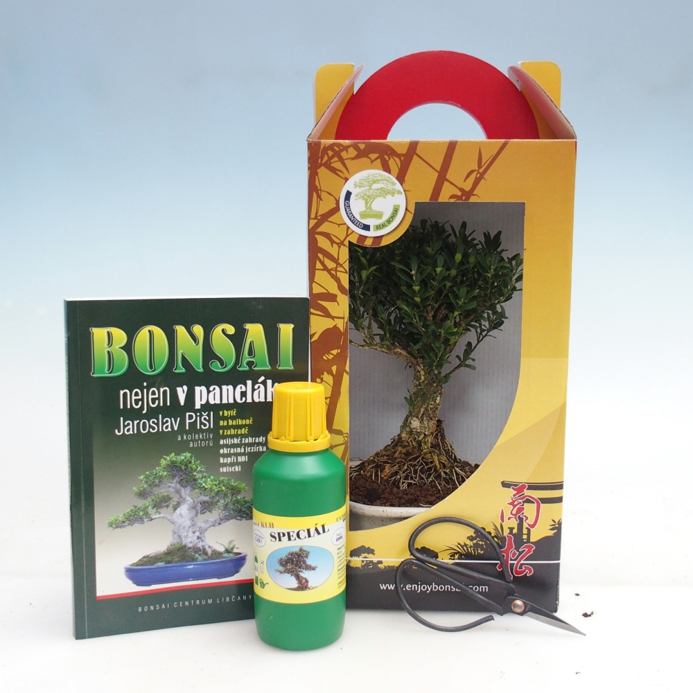 Bonsaï de chambre en boîte cadeau Buxus harlandii - buxus liège
