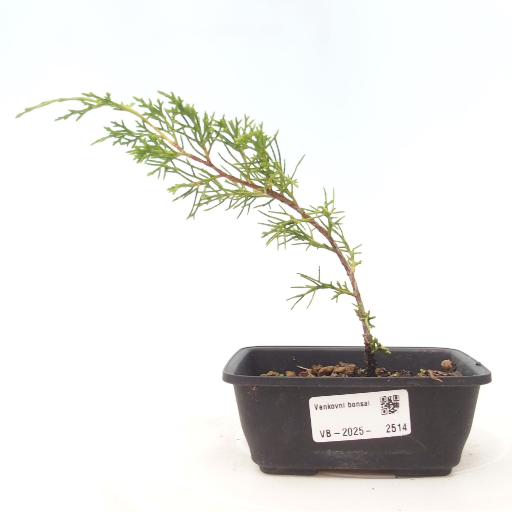 Bonsaï d'extérieur - Juniperus chinensis Itoigawa
