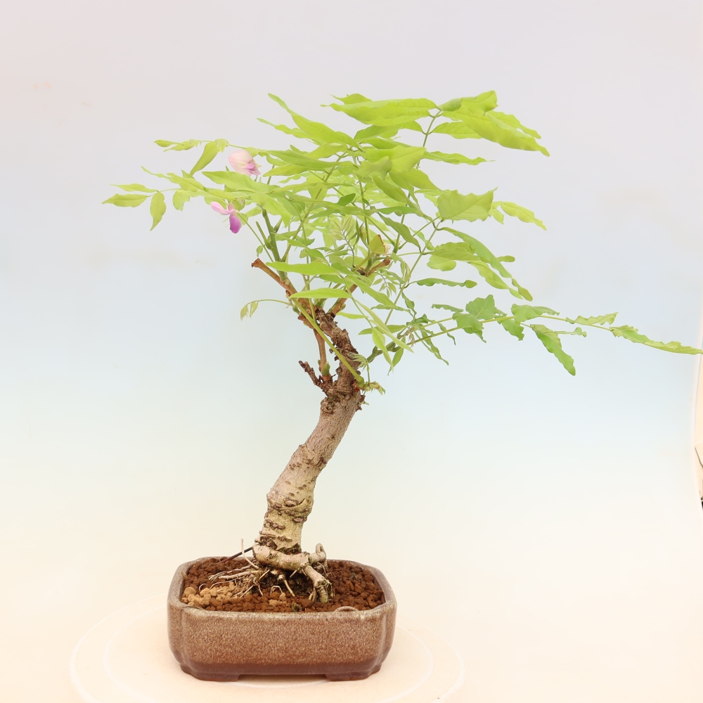 Bonsaï d'extérieur - Wisteria floribunda