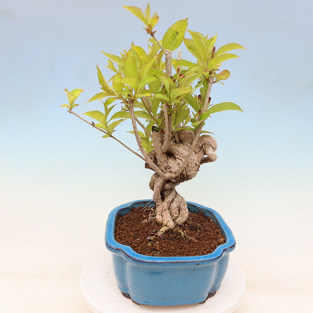 Bonsaï d'extérieur - Weigela subsessilis - Weigela de Corée