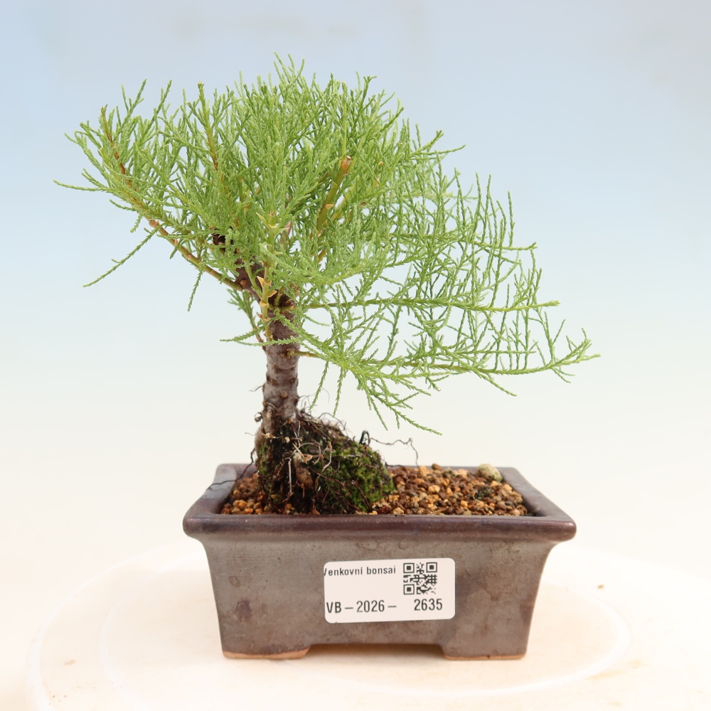 Bonsaïs d'extérieur - Tamaris - Tamarix