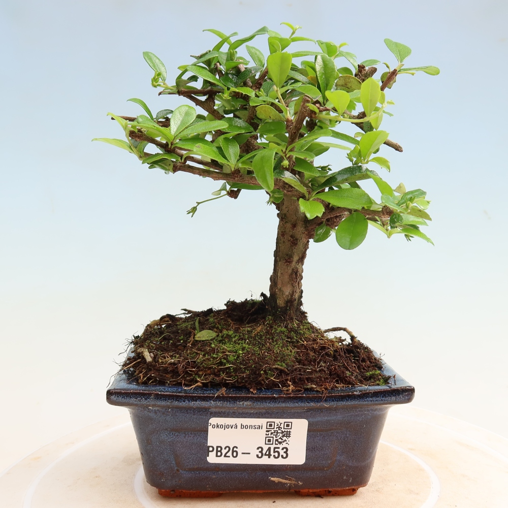 Bonsaï de chambre - Carmona macrophylla - Tea fuki