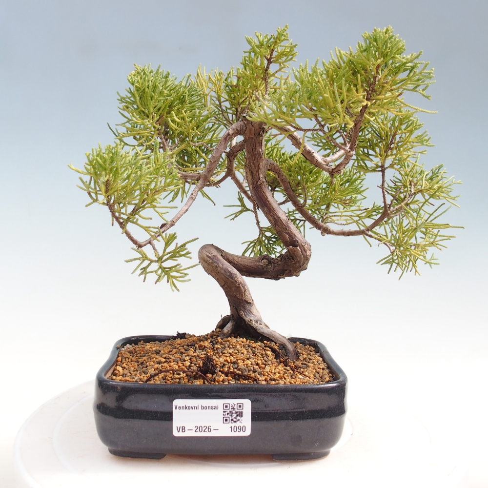 Bonsaï d'extérieur - Juniperus chinensis Kishu