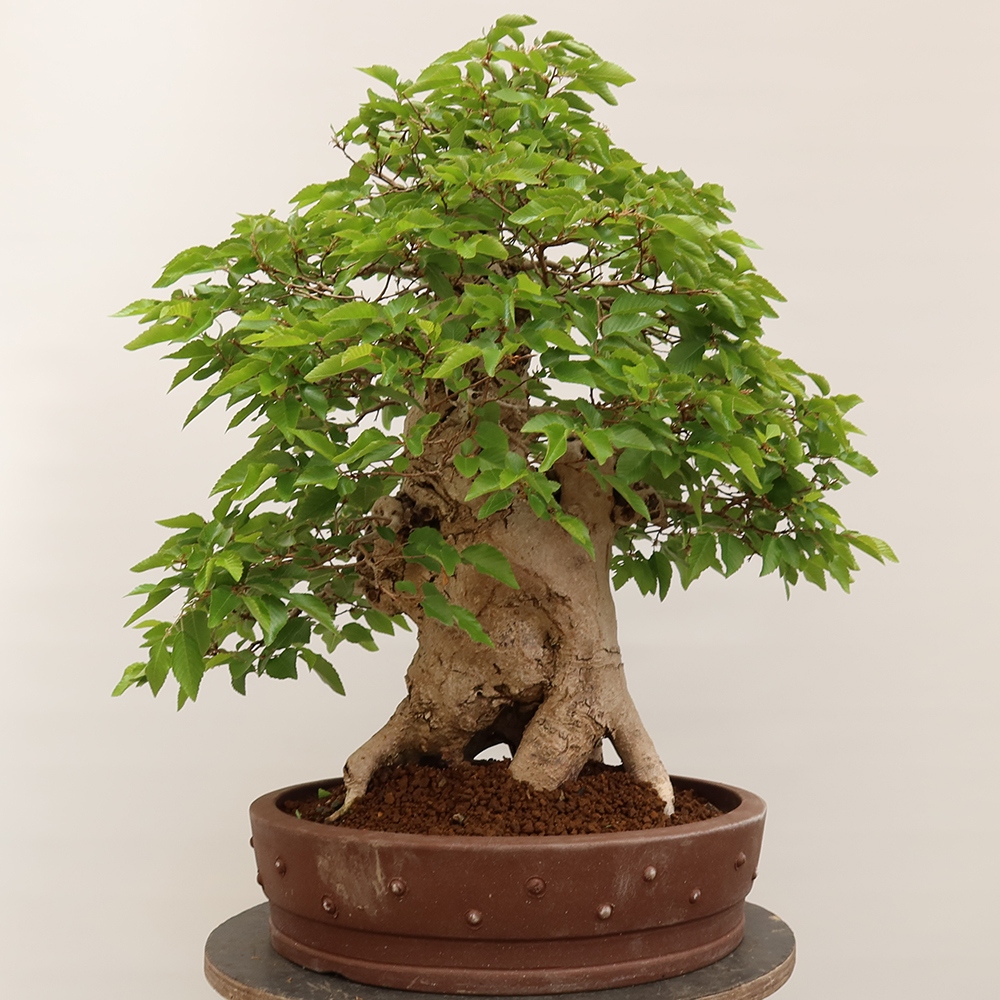 Bonsaï d'extérieur -Carpinus Coreana - Charme de Corée