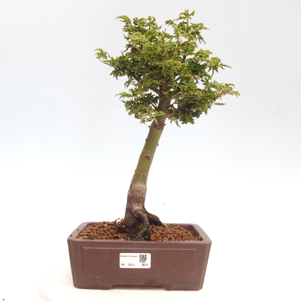 Bonsaï d'extérieur -Javor palm Acer palmatum Shishigashira