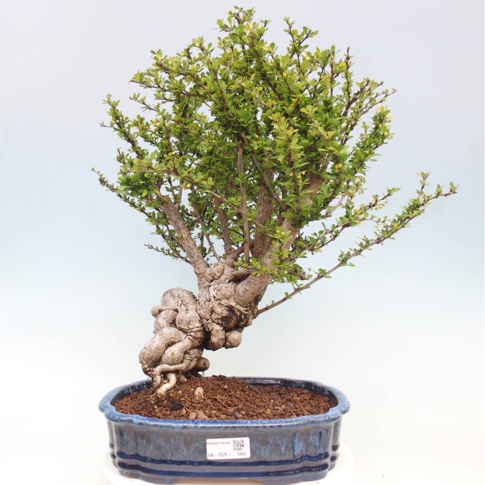 Bonsaï d'extérieur - Berberis coreana