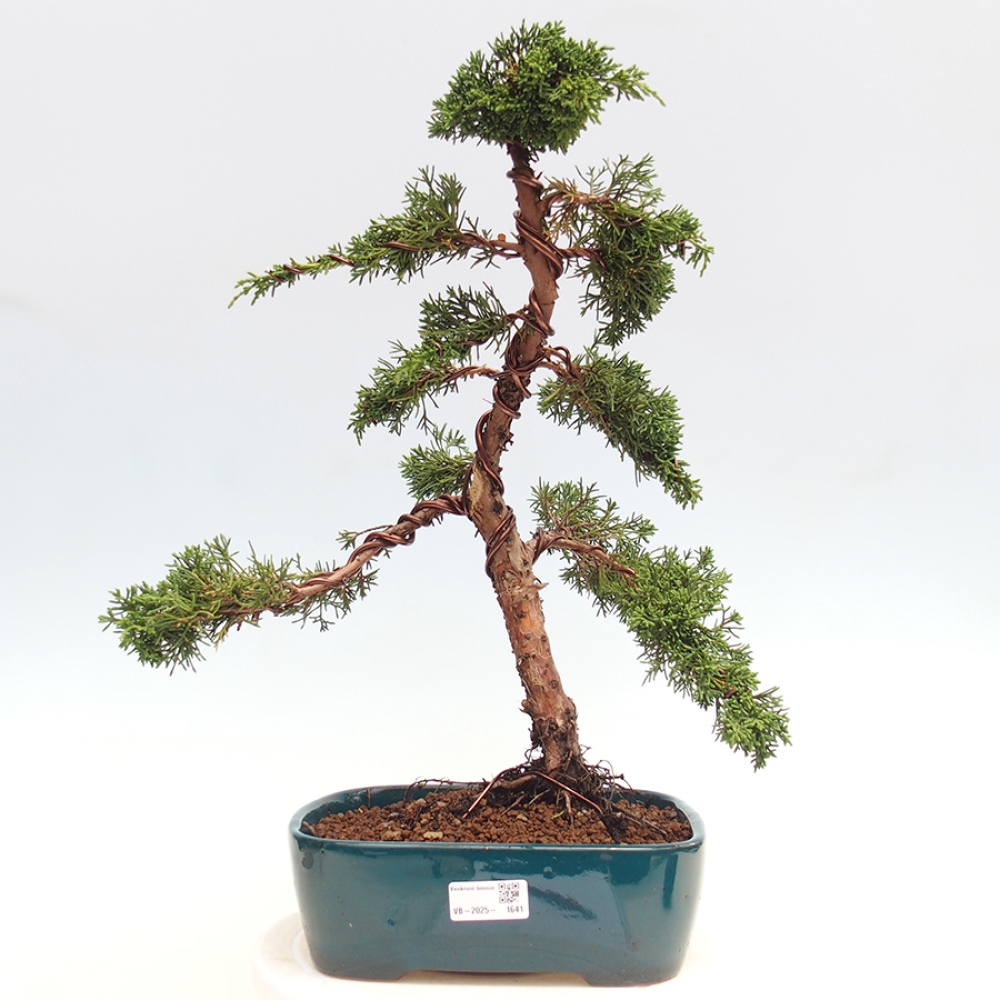 Bonsaï d'extérieur - Juniperus chinensis Kishu