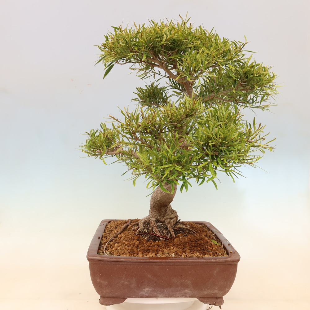 Salle bonsaï - Ficus nerifolia - ficus à petites feuilles